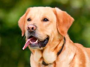 Os Labradores, que hoje são os cães de raça mais populares do mundo, foram classificados como uma raça oficial apenas em 1903 pelo England Kennel Club.