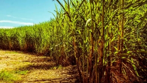 Conab abre chamada pública para comprar açúcar da agricultura familiar