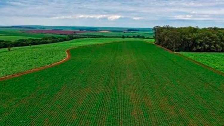 Quem são os 20 maiores compradores do agro brasileiro