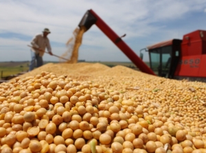 Chicago ainda não contabiliza perdas da soja no Brasil e próximos 15 dias serão determinantes para consolidação da safra