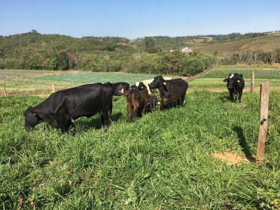 Produtor rural duplica produção de leite após aprender novas técnicas