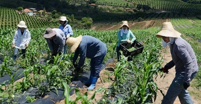 Há 70 anos Emater-MG estimula o desenvolvimento sustentável da agropecuária mineira