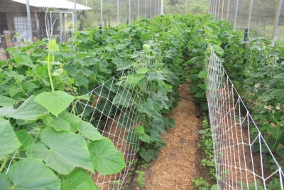 Engenheiro avalia produção de pepino em estufas em Leverger