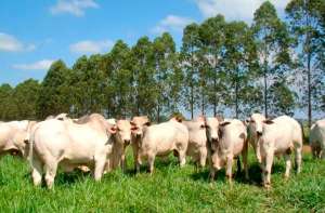 Mapa: em 40 anos, áreas agrícolas aumentam 33% e produção cresce 386%