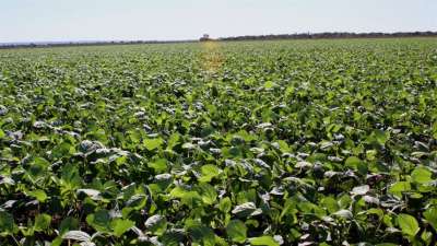 A agricultura brasileira é protagonista no cenário global