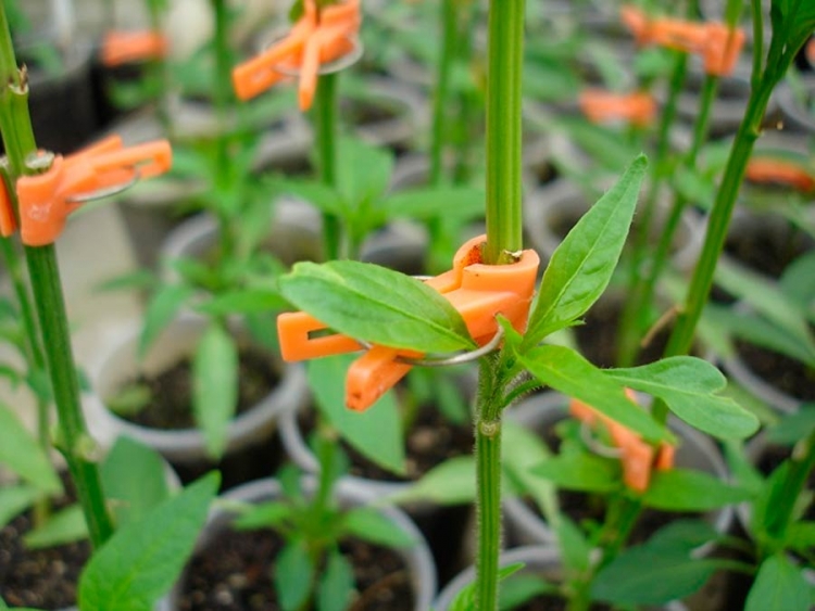 BRS Acará: pesquisas desenvolvem porta-enxerto híbrido para cultivo protegido de pimentão