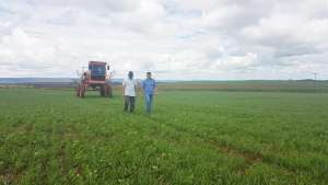 Embrapa desenvolve tecnologia para produzir biofertilizantes à base de algas marinhas