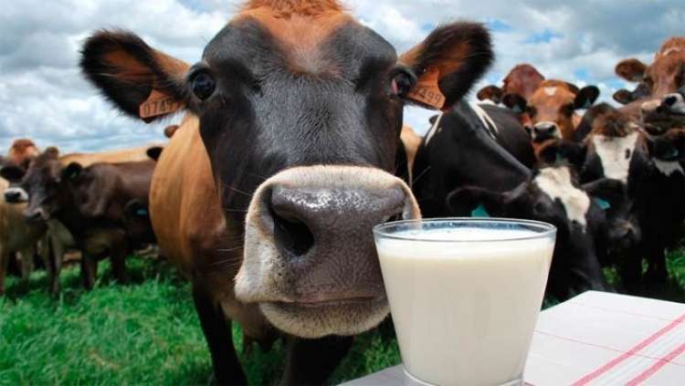 Startup desenvolve probióticos para nutrição de gado leiteiro