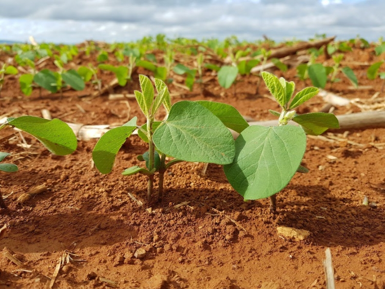 1º Encontro Técnico de Agricultura Sustentável de Campinas