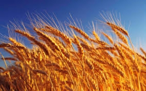 Sem TEC, trigo dos EUA compete com paranaense
