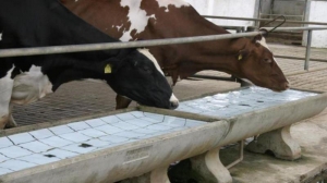 Novo método ajuda a aumentar eficiência hídrica em bovinos de corte