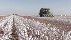 Aumento da produção de algodão no Brasil traz novos desafios para a pesquisa