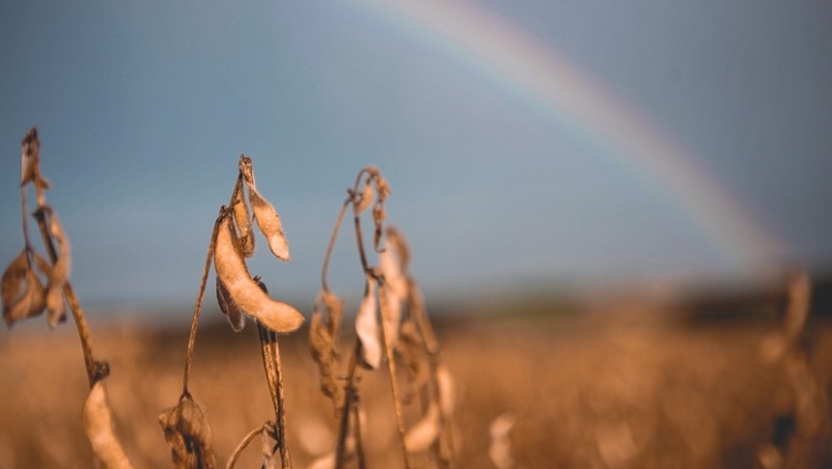 Brasil pode exportar menos soja e ter aceleração do milho, diz Agrinvest