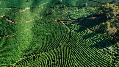 Mudanças climáticas já afetam a cafeicultura familiar