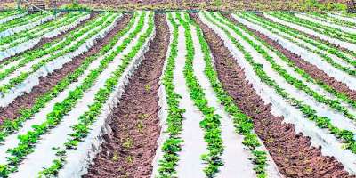 &quot;Biodefensivos com micróbios do solo e planta são o futuro&quot;