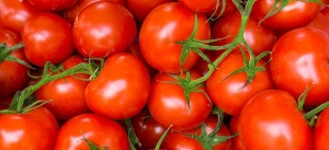 TOMATE/CEPEA: Produtos de boa qualidade atingem três dígitos nos atacados