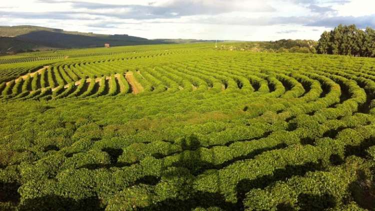 Agropecuária gerou mais de 37 mil empregos formais em maio