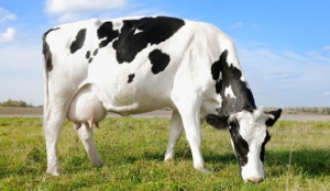 Balde Cheio: &quot;alimentação é o maior problema na pecuária leiteira&quot;