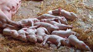 Modelo de criação de suínos em família, reduz uso de antibióticos em 85% do rebanho