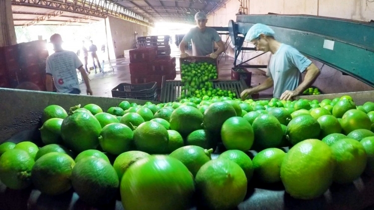 Itajobi se destaca pela produção e exportação de limão taiti