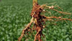 Produção de tomate industrial diminui por causa de nematoide