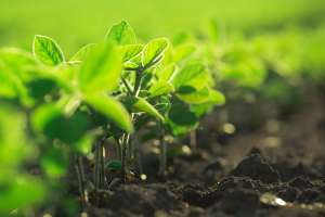 Boas práticas de manejo favorecem atividade microbiana do solo