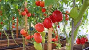 Proteína ajudou no aumento do tamanho do tomate