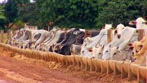 Sucesso no confinamento não depende apenas de boa alimentação do gado