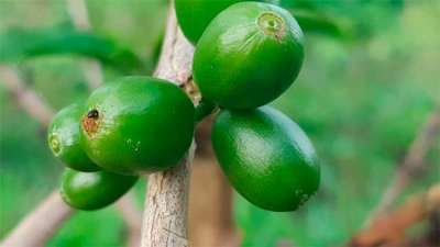 Broca-do-café: assunto sério