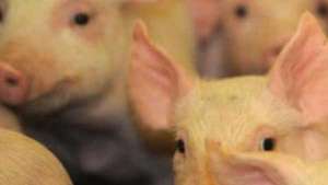 China incentiva empresas a criar porcos no exterior para suprir escassez de carne suína doméstica