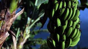 Lodo de esgoto combate doença na bananeira