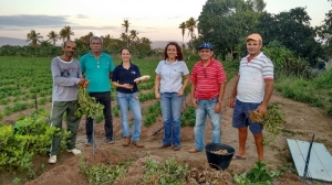 Prospecção em áreas de cultivo de batata-doce reforça alinhamento de pesquisas com demandas da cadeia produtiva