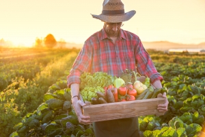 Sistema de plantio direto é inovação na horticultura