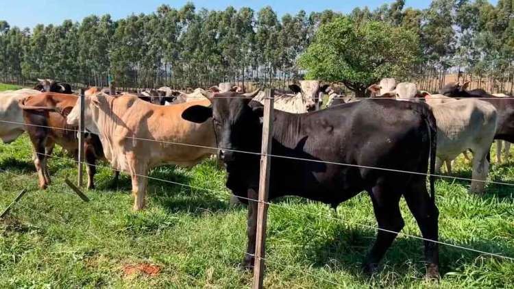 Integração pecuária-piscicultura beneficia capim no pastejo rotacionado