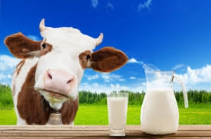 Quais são as vantagens e desvantagens da zootecnia de precisão na produção de leite?