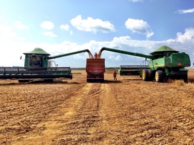 Produção neste deve superar a colhida em 2017 