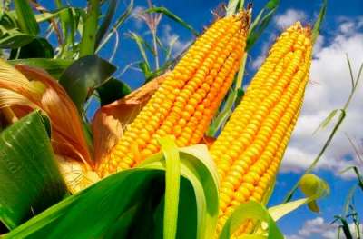 Brasil pode superar EUA na exportação de milho