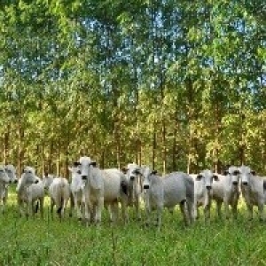 Produtividade da agropecuária brasileira cresce mais de 3% e supera os EUA