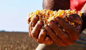 Gastos com sementes de milho chegam a 20% do custo total da lavoura