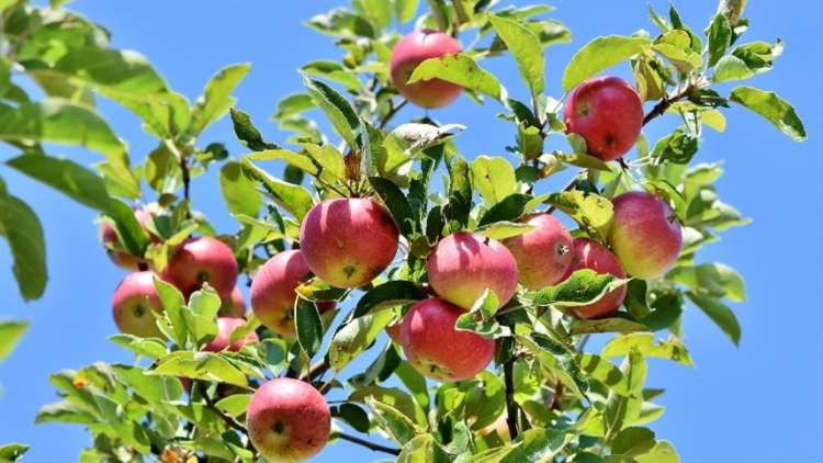Tecnologia impulsiona proteção da cultura da maçã