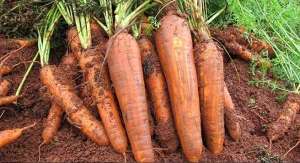 Pesquisa desenvolve primeira cenoura para cultivo orgânico