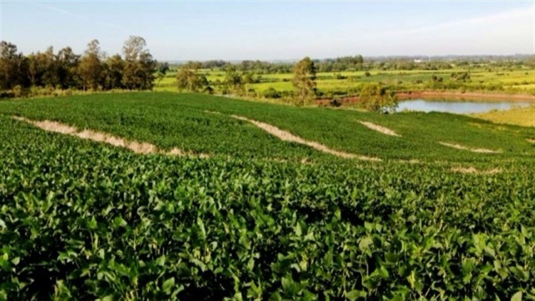 Prohort na Abracen revela mais de R$ 36 bilhões no comércio de frutas e hortaliças