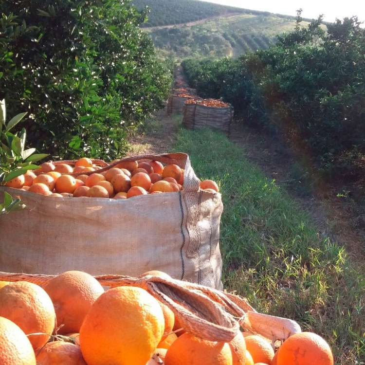 Sul/Sudoeste paulista justificam investimentos em suco de laranja, apesar do mercado fraco