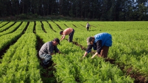 Produtos da agricultura familiar terão descontos em financiamento