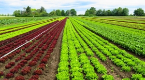 Importância da América do Sul para o futuro da agricultura