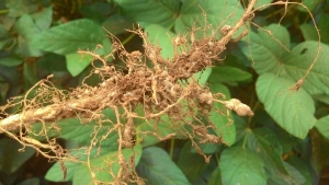 Cientistas sequenciarão genoma do nematoide da soja