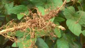 Cientistas sequenciarão genoma do nematoide da soja