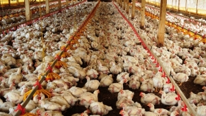 EUA: Sanderson Farms vai eliminar uso de antibióticos em frangos