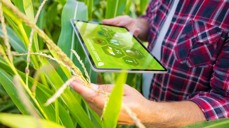 Nova plataforma do Observatório da Agropecuária traz relatórios do agro