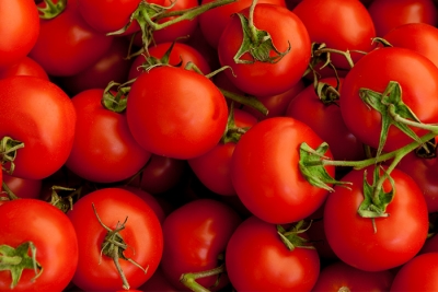 Manejo Integrado de Pragas e de Doenças no tomate e algodão é tema de seminário em Goiás